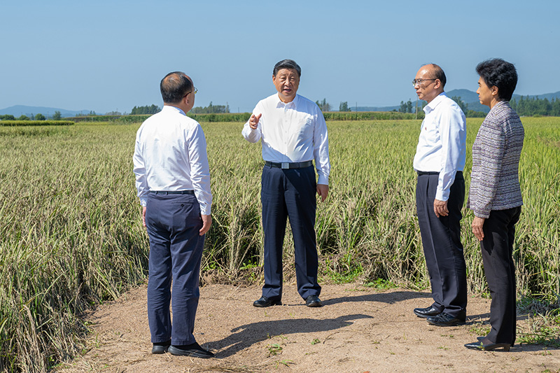 9月6日至8日，中共中央總書記、國家主席、中央軍委主席習(xí)近平在黑龍江考察。這是7日上午，習(xí)近平在遭受洪澇災(zāi)害的哈爾濱尚志市老街基鄉(xiāng)龍王廟村，察看水稻受災(zāi)情況。
